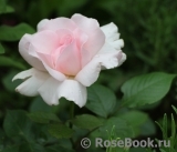 A Whiter Shade Of Pale A Whiter Shade Of Pale
