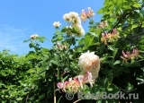 Chandos Beauty Chandos Beauty