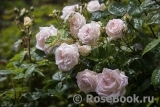 Madame Anisette ® Madame Anisette ®