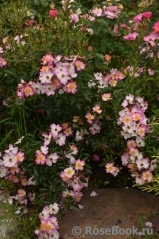 Robe Fleurie Robe Fleurie