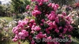 Rosarium Uetersen Rosarium Uetersen