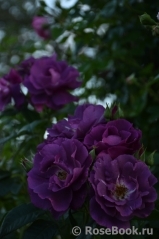 Rhapsody in Blue Rhapsody in Blue