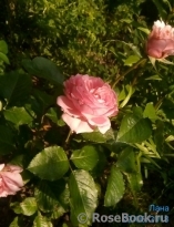 L’Aimant L’Aimant