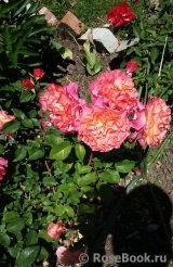 Augusta Luise Augusta Luise
