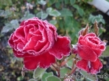Last Tango Last Tango