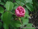 Jacques Cartier Jacques Cartier
