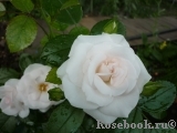 Aspirin Rose Aspirin Rose