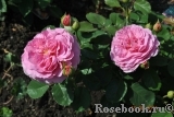 Princess Alexandra of Kent Princess Alexandra of Kent