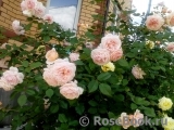 A Shropshire Lad A Shropshire Lad