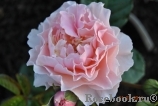 Twiggy’s Rose Twiggy’s Rose
