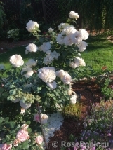 Lions Rose Lions Rose