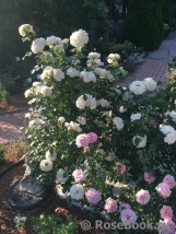Lions Rose Lions Rose