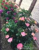 Tzigane Tzigane