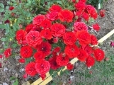 Orange Babyflor Orange Babyflor