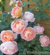 Lady of Shalott Lady of Shalott