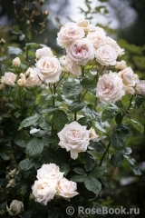 Madame Anisette ® Madame Anisette ®