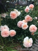 Sangerhauser Jubilaumsrose Sangerhauser Jubilaumsrose