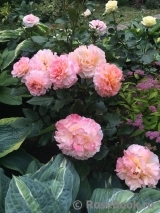Augusta Luise Augusta Luise