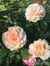 Chandos Beauty Chandos Beauty