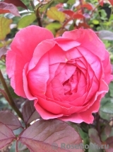 Gartenprinzessin Marie-Jose ® Gartenprinzessin Marie-Jose ®