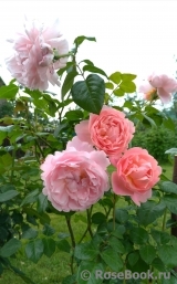 Strawberry Hill Strawberry Hill