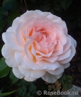Chandos Beauty Chandos Beauty