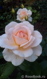 Chandos Beauty Chandos Beauty