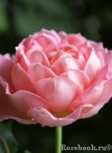 Jubilee Celebration® Jubilee Celebration®
