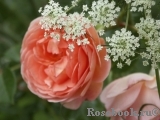 Abraham Darby Abraham Darby