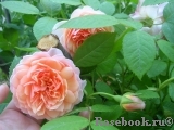 Grace® Grace®