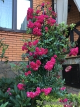 Super Excelsa Super Excelsa