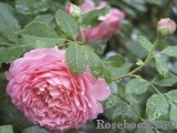 Jubilee Celebration® Jubilee Celebration®