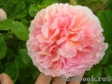 Abraham Darby Abraham Darby