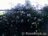 Paul’s Himalayan Musk Paul’s Himalayan Musk