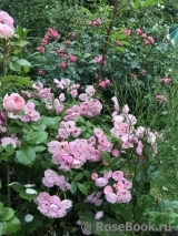 Heavenly Pink Heavenly Pink
