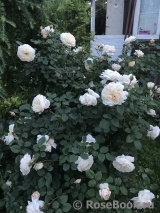 Crocus Rose® Crocus Rose®