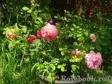 Jubilee Celebration® Jubilee Celebration®