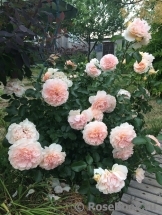 Sangerhauser Jubilaumsrose Sangerhauser Jubilaumsrose