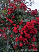 Scarlet Meillandecor Scarlet Meillandecor