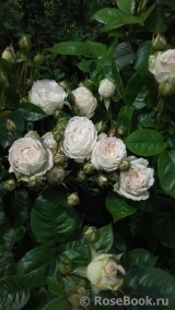 Madame Anisette ® Madame Anisette ®
