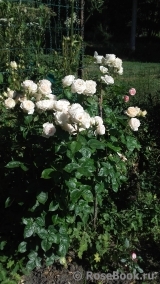 Madame Anisette ® Madame Anisette ®
