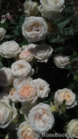 Madame Anisette ® Madame Anisette ®