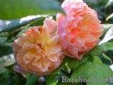 Abraham Darby Abraham Darby