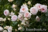 Madame Anisette ® Madame Anisette ®