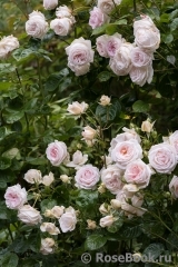 Madame Anisette ® Madame Anisette ®