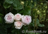 Madame Anisette ® Madame Anisette ®