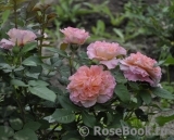 Augusta Luise Augusta Luise