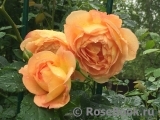 Lady of Shalott Lady of Shalott