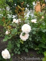 Crocus Rose® Crocus Rose®