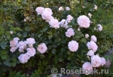 Great North Eastern Rose Great North Eastern Rose